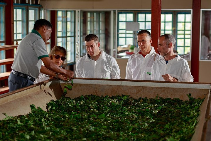 Every tea tour is conducted by an well trained and experienced staff